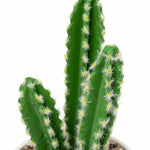 Faux Euphorbia Cactus with Ceramic Pot 12" - Events and Crafts-Simple Elements