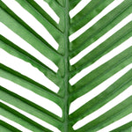 Artificial Feather Palm Leaves - 21 Inches - Set of 12 - Events and Crafts-Elite Floral