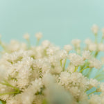 Artificial Baby's Breath Stem White - Events and Crafts-Simple Elements