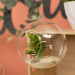 Hanging Glass Terrarium 3.5" - Set of 12 - Events and Crafts-Simple Elements