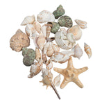 Assorted Seashells 10.5 Ounces