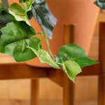 Large Artificial Ivy Plant - Events and Crafts-Events and Crafts