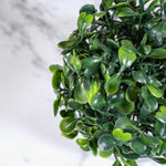6 Inch Boxwood Topiary Ball - Events and Crafts-Events and Crafts