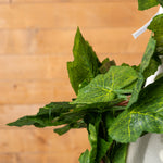 English Ivy Garland - Events and Crafts-Elite Floral