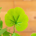 Artificial Geranium Plant - Events and Crafts-Events and Crafts