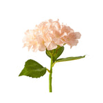 Economy Hydrangea Stem - 12 Stems - Events and Crafts-Events and Crafts