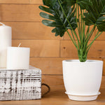 Faux Philodendron Plant - 4 Plants - Events and Crafts-Events and Crafts