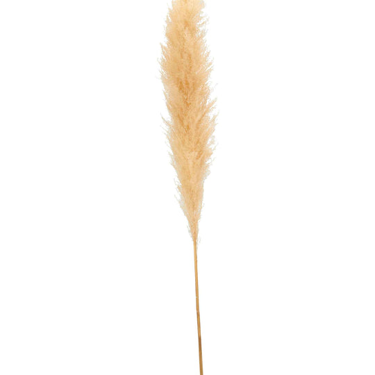 Natural Dried Giant Pampas Grass Stem