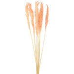 Pampas Grass Bunch - Events and Crafts-Events and Crafts