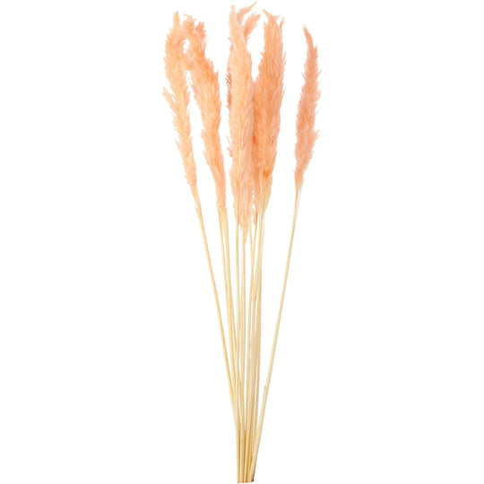 Natural Dried Pampas Grass 24" 10pc/bag - Blush