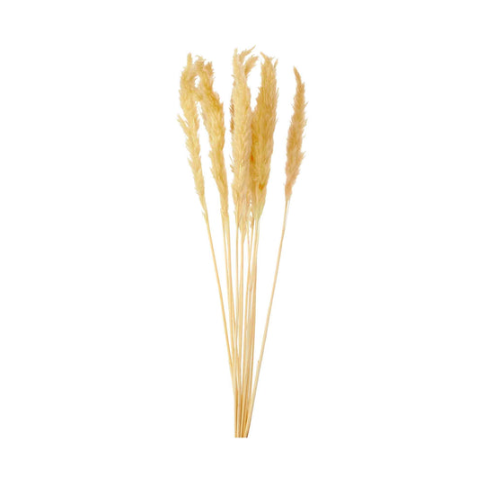 Natural Dried Pampas Grass 24" 10pc/bag - Natural