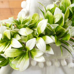 Ruscus Leaf Garland - Events and Crafts-Events and Crafts
