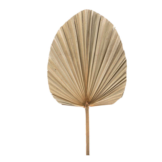 Dried Palm Leaf Fan - 19“