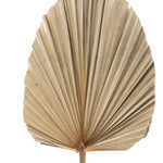Dried Palm Leaf Fan - 19“ - Set of 12 - Events and Crafts-Events and Crafts