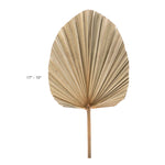Dried Palm Leaf Fan - 19“ - Set of 12 - Events and Crafts-Events and Crafts