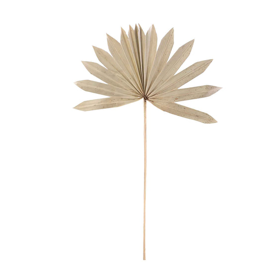 Dried Palm Leaf Fan - 14“