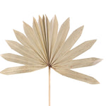 Dried Palm Leaf Fan - 14“ - Set of 12 - Events and Crafts-Events and Crafts