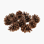 Large Pine Cones - Events and Crafts-Events and Crafts