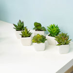 Artificial Assorted Succulents with Ceramic Pots Set of 12 - Events and Crafts-Events and Crafts
