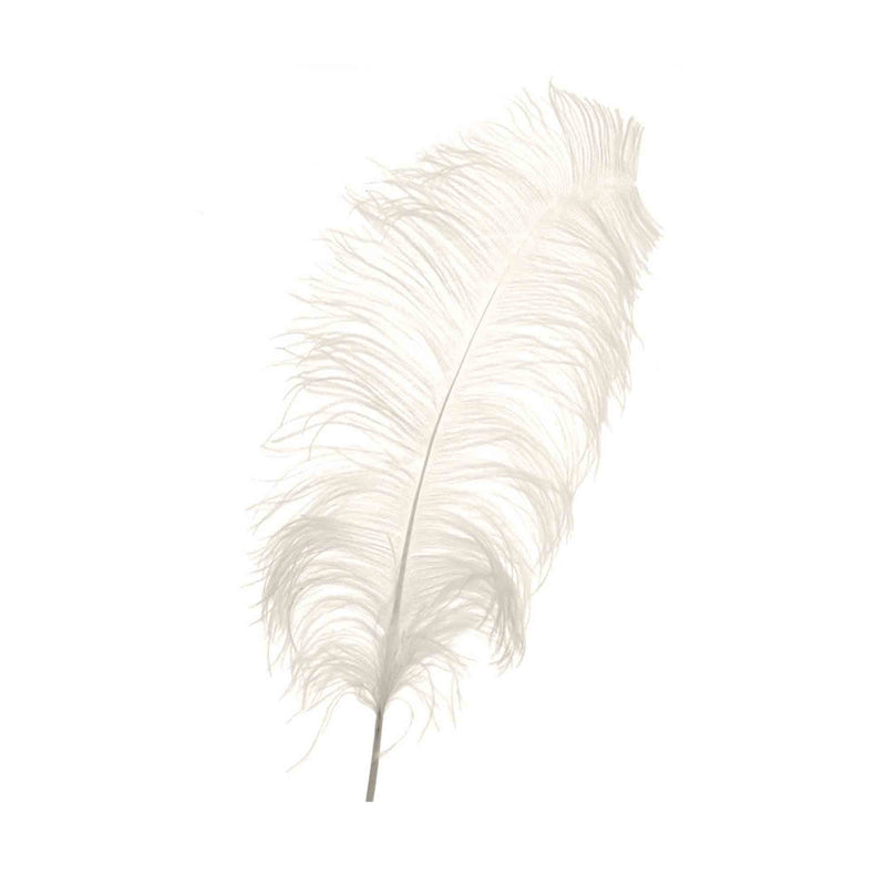 Jumbo Ostrich Feather - Ivory 