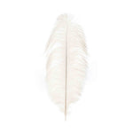 Jumbo Ostrich Feather - Ivory head on