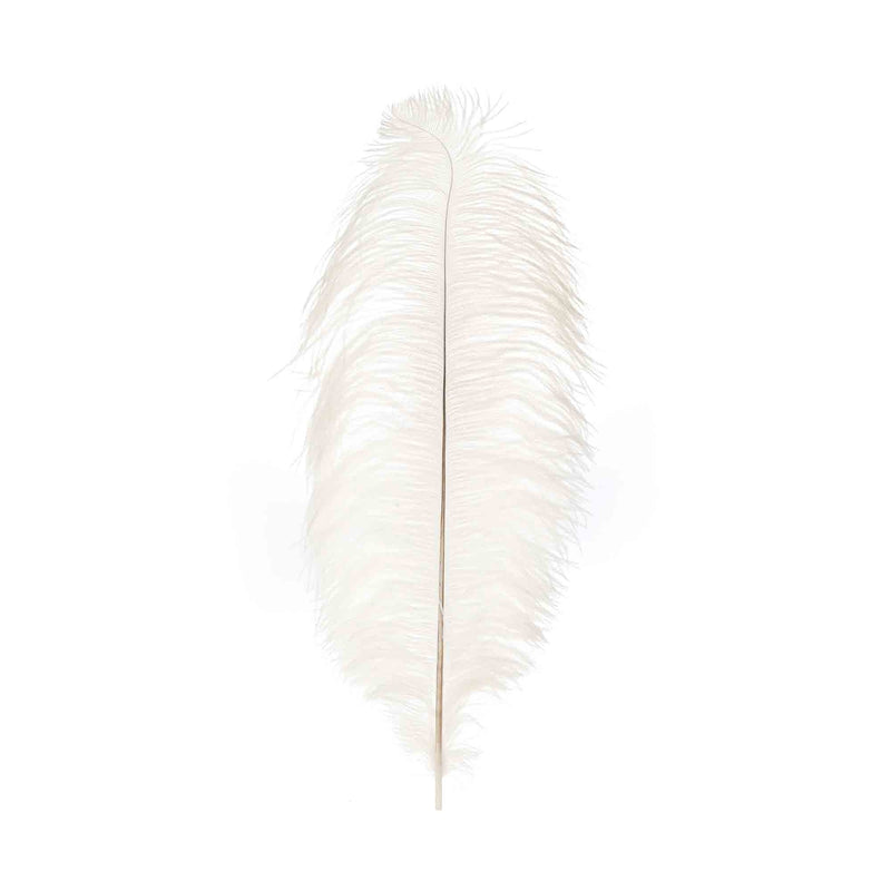 Jumbo Ostrich Feather - Ivory head on