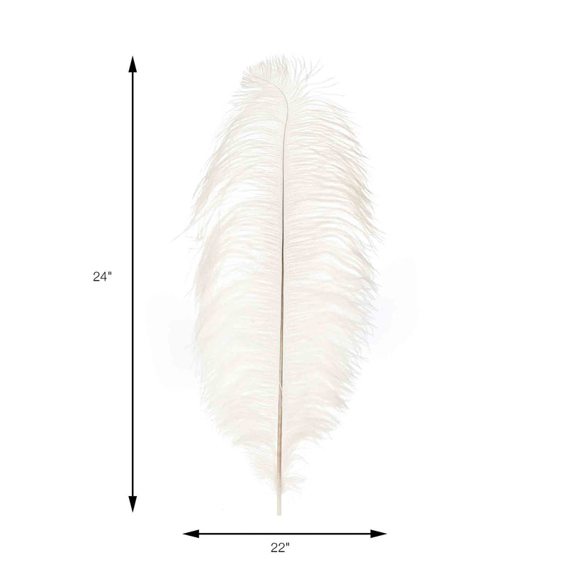 Jumbo Ostrich Feather - Measurements