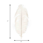 Jumbo Ostrich Feather - Measurements