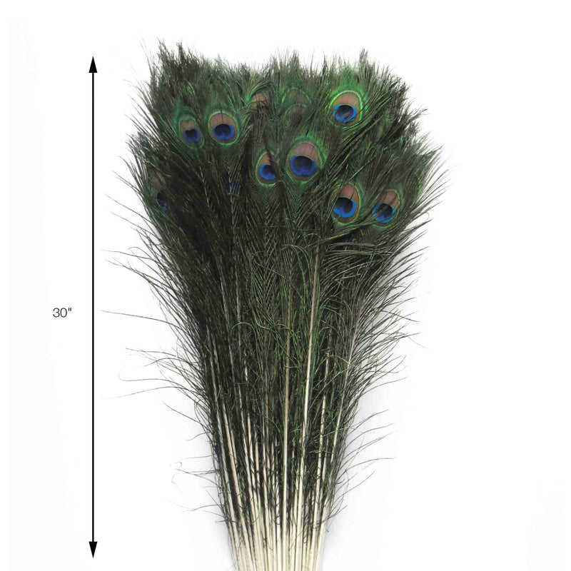 30 Inch Peacock Feather - Measurements