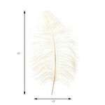 Ostrich Feather - Measurements