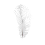 Ostrich Feather - White