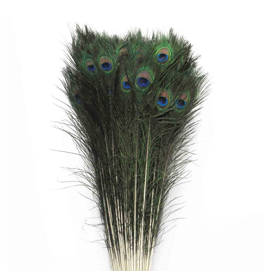 Peacock Feathers 35" - Pack of 25