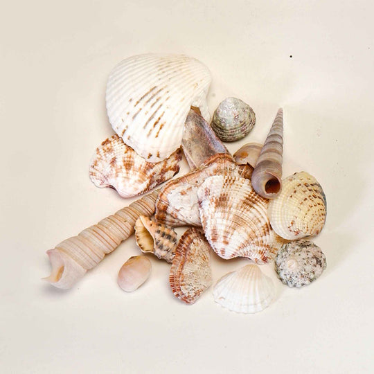 Assorted Seashells