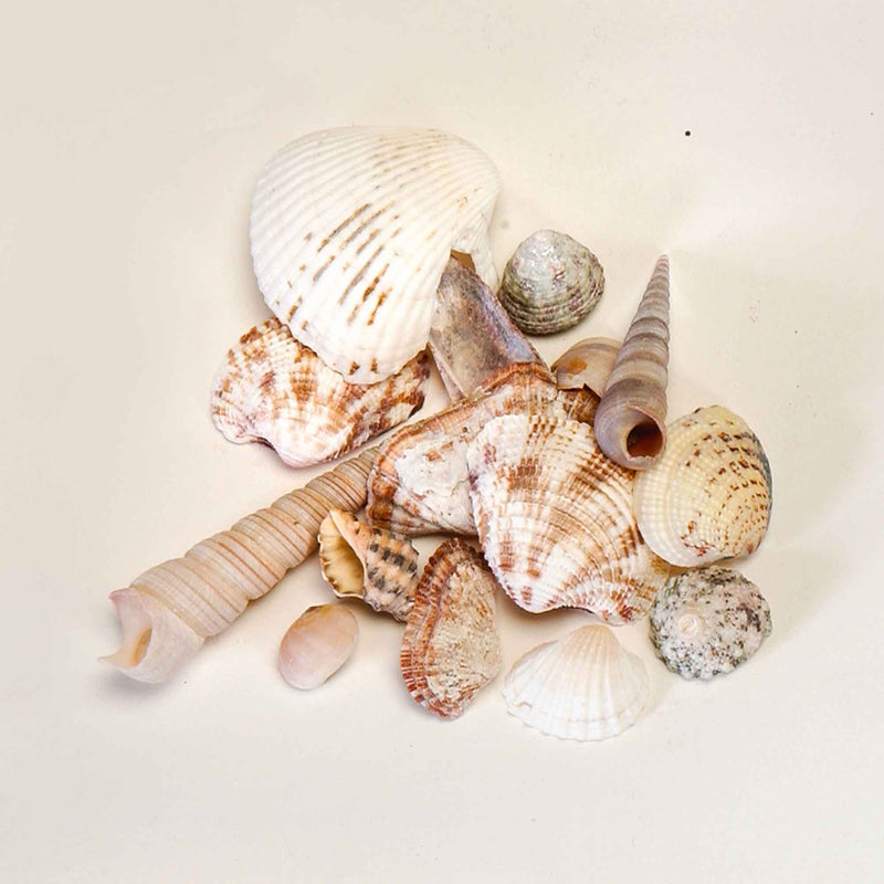Assorted Seashells - Events and Crafts-Events and Crafts