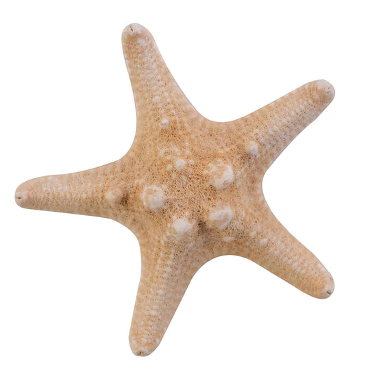 Dried Armored Starfish