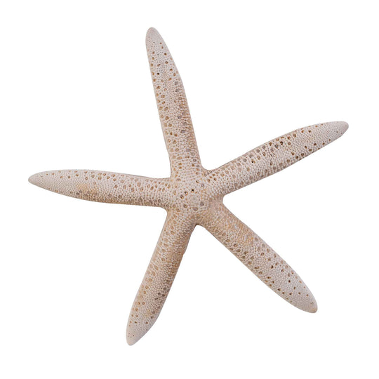 Dried Finger Starfish