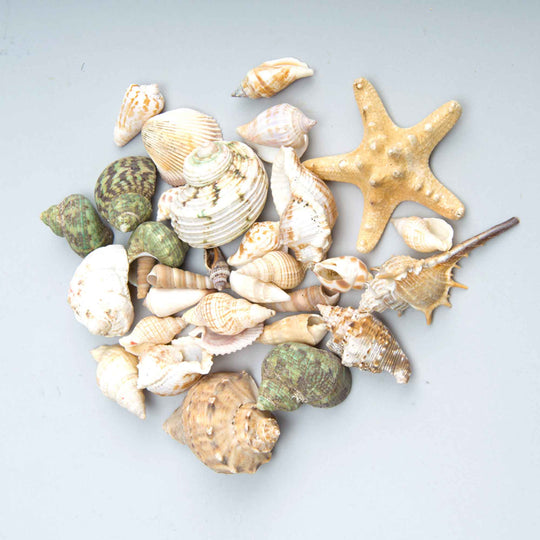 Assorted Seashells 10.5 Ounces
